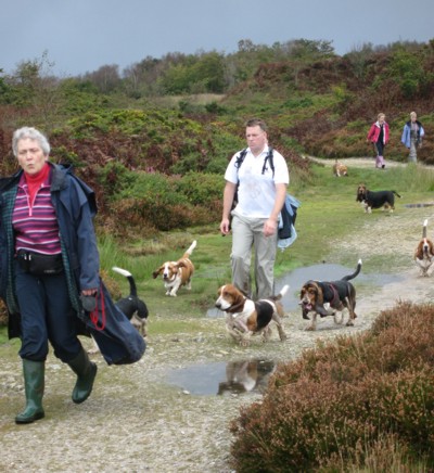 Basset hounds